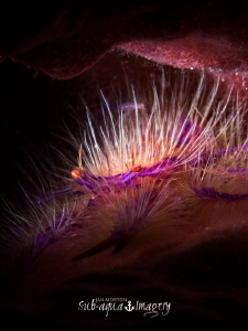 Snoot Lit Hairy Squat Lobster in barrel sponge.  Approx 1... by Jan Morton 